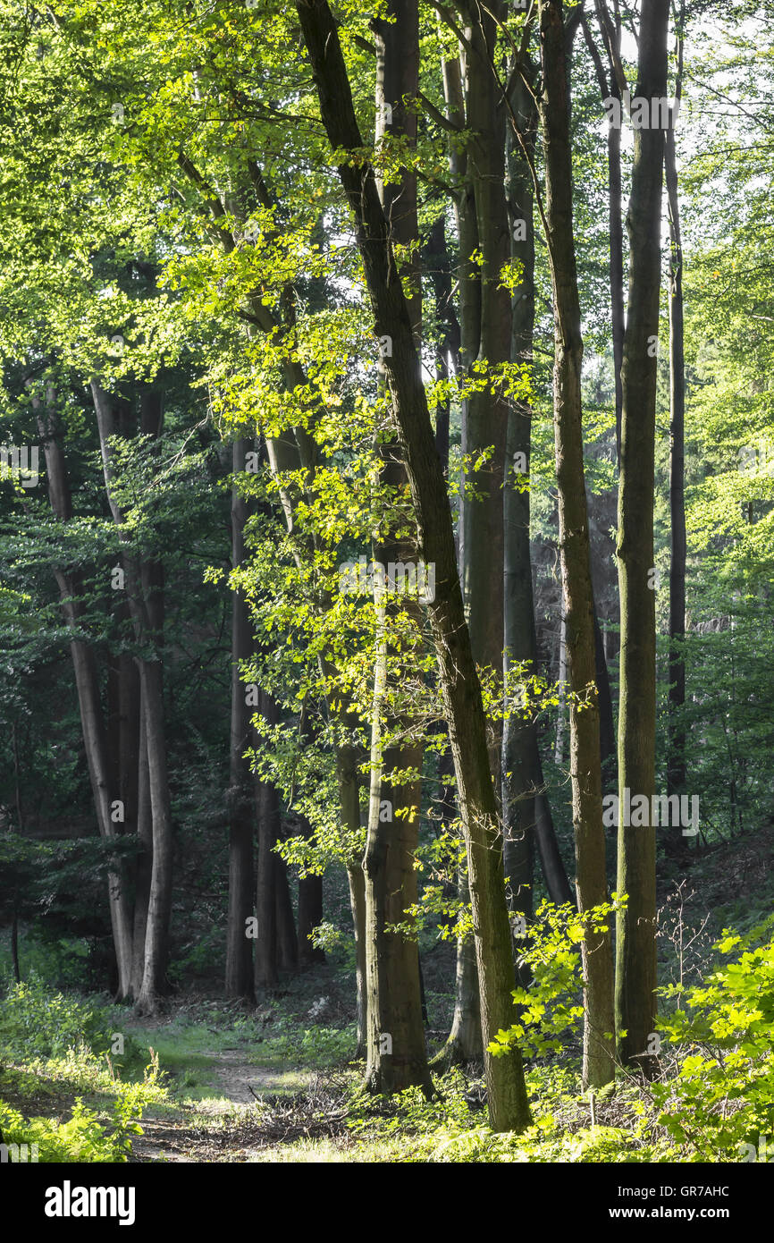 Laubwald In Niedersachsen, Deutschland Stockfoto