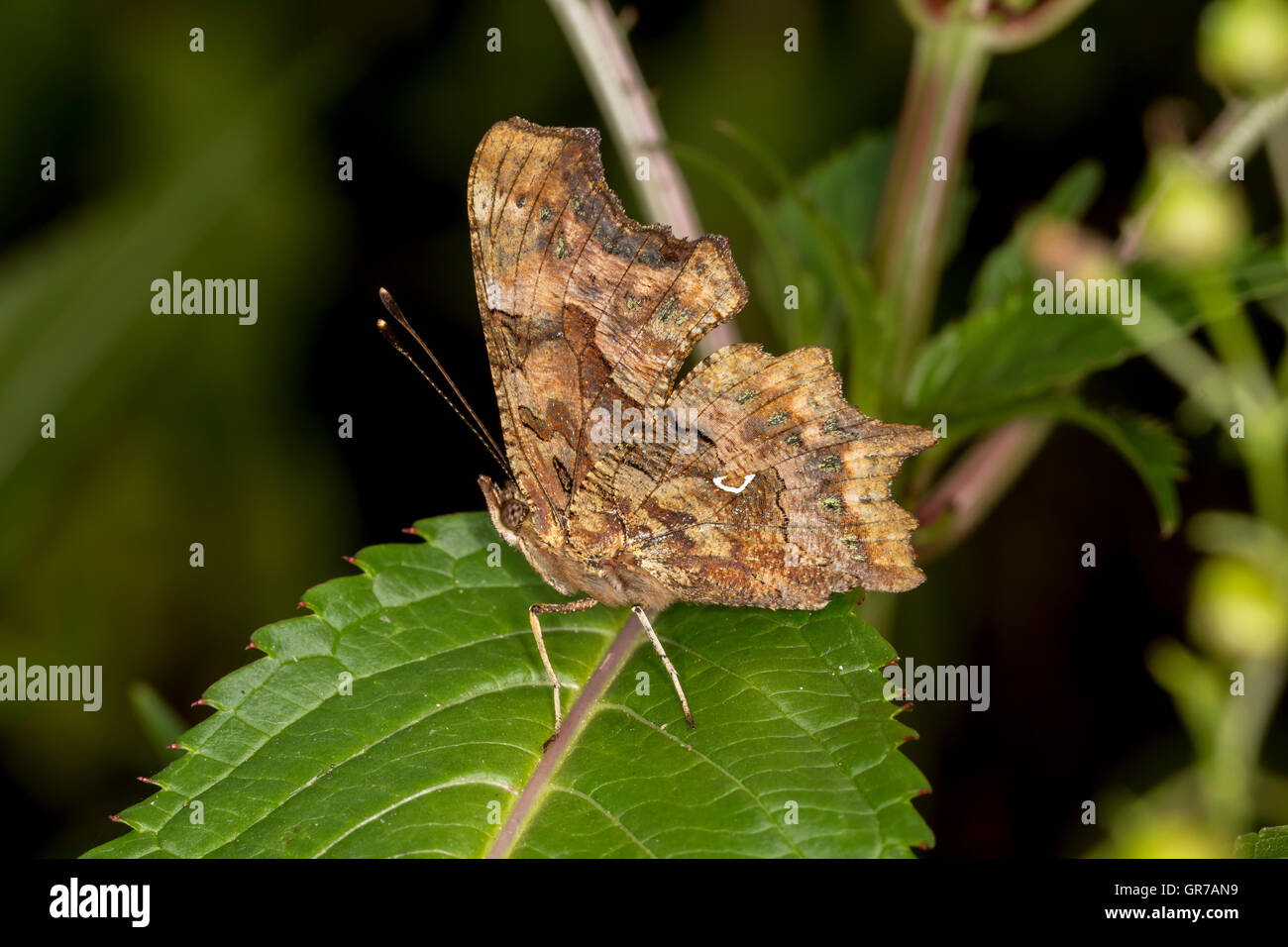 Nymphalis C-Album, Polygonia C-Album, Komma-Butterfly aus Deutschland Stockfoto