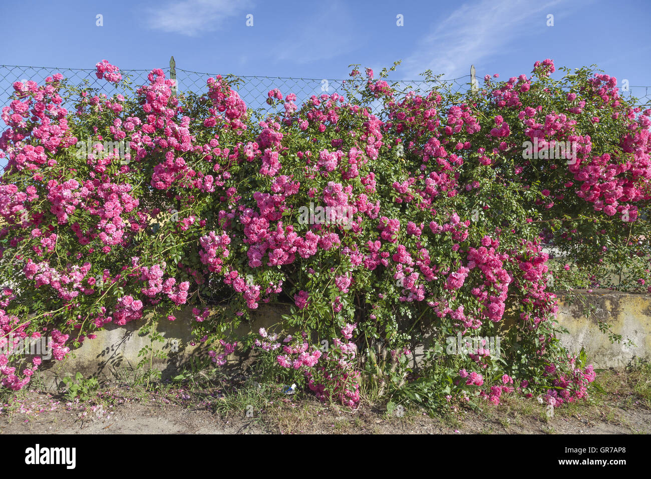 Rose-Wand in der Nähe von Porto Azzurro, Elba, Toskana, Italien, Europa Stockfoto