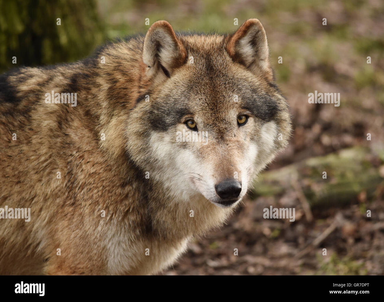 Wolf-Augen Stockfoto