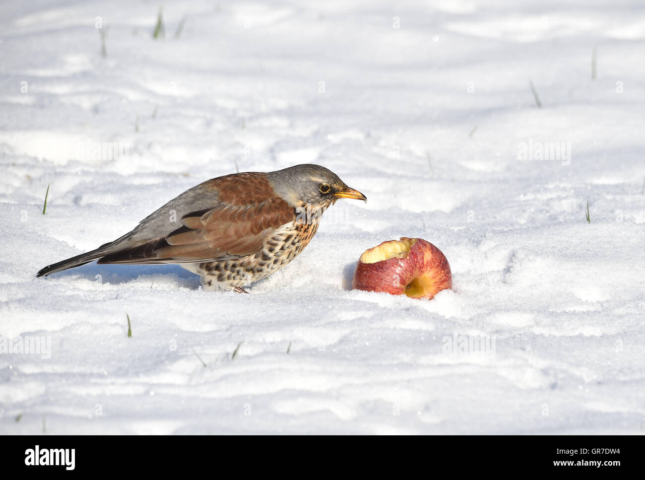 Wacholderdrossel im Schnee Stockfoto