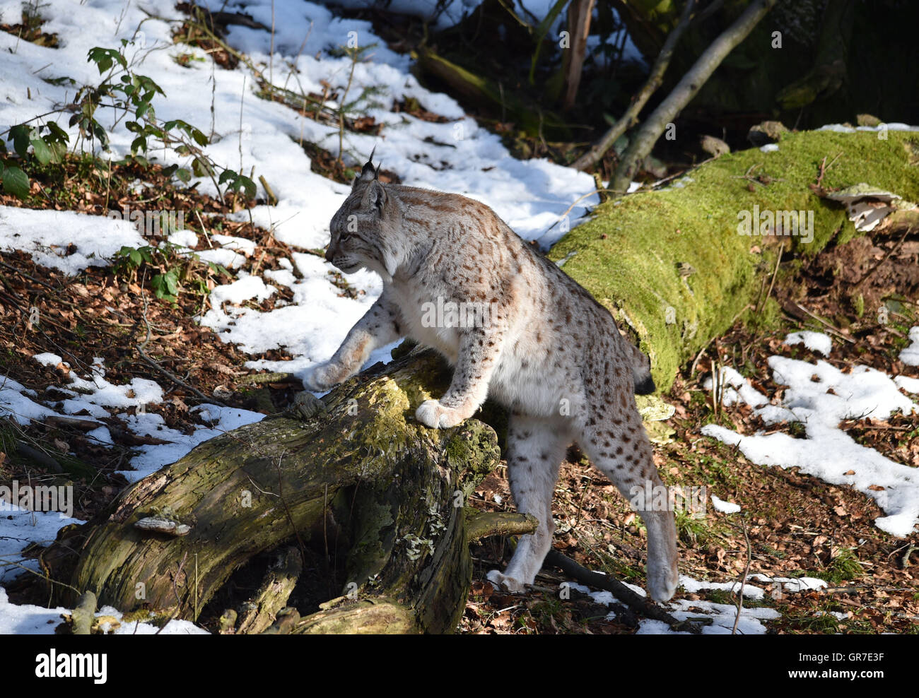 Luchs im Winter Stockfoto