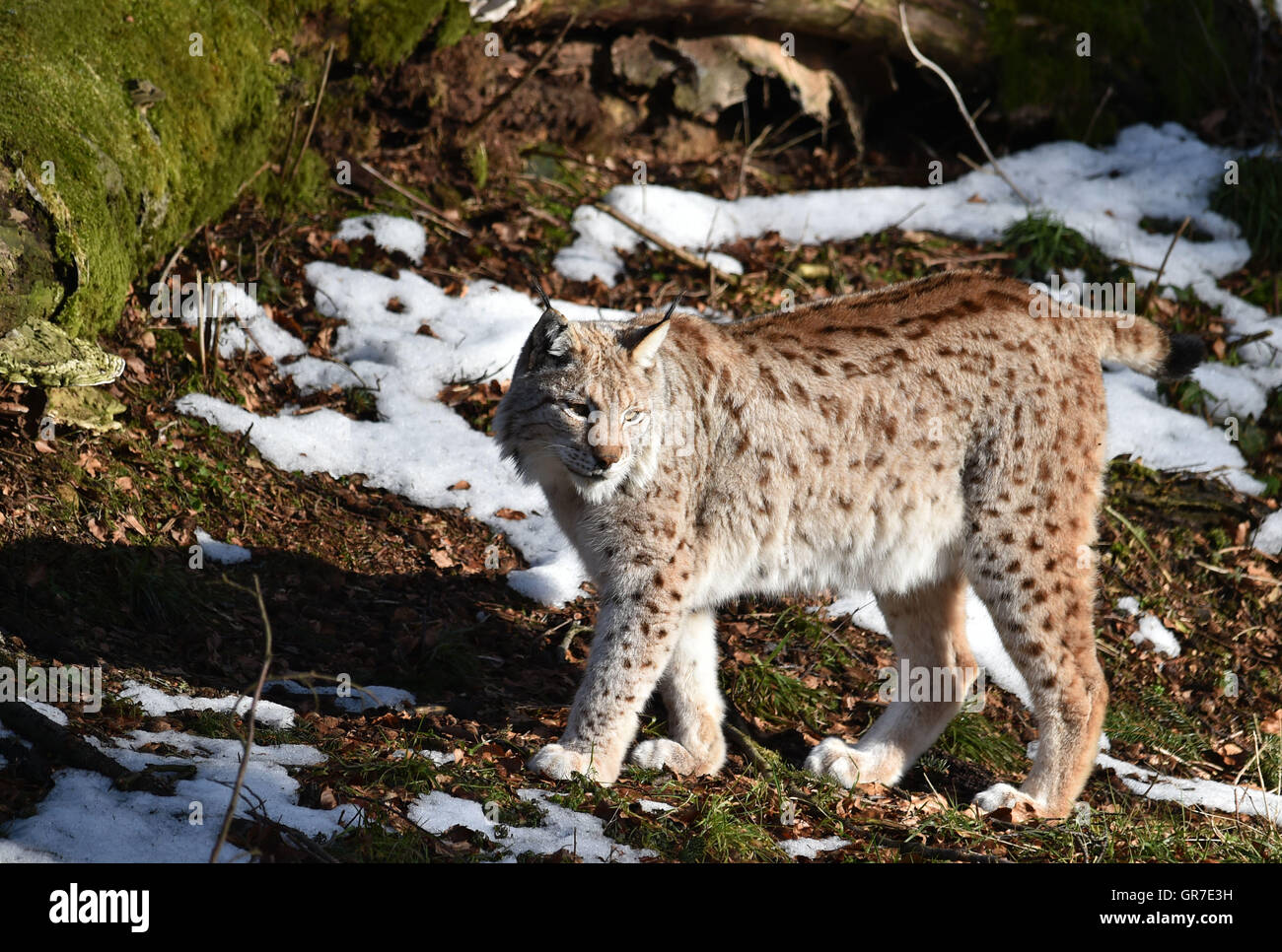 Luchs im Winter Stockfoto