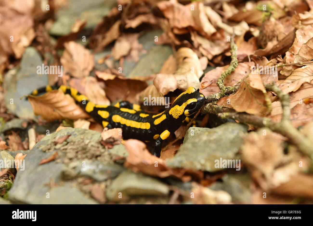 Feuersalamander im Laub Stockfoto