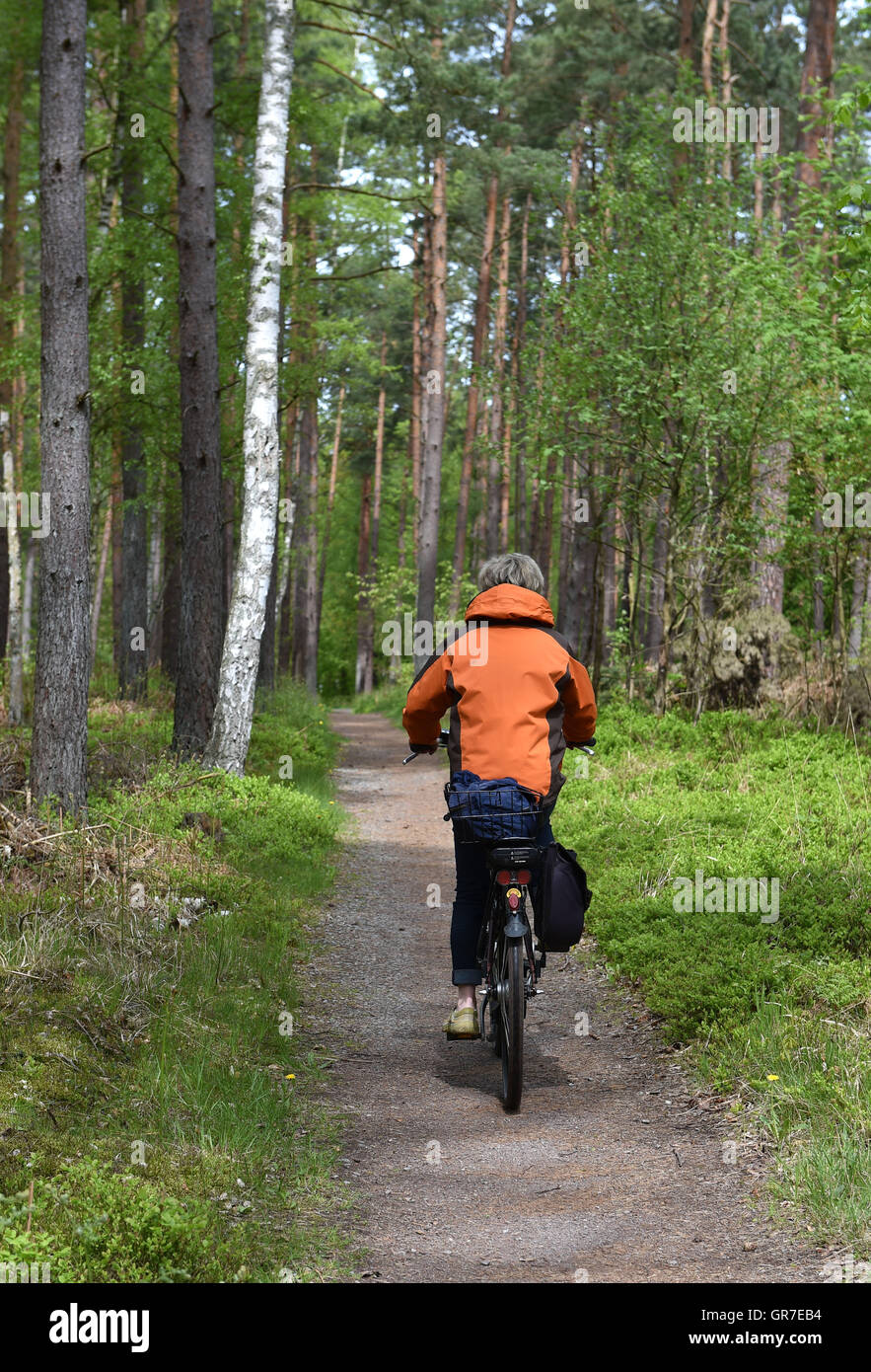 Radfahren im Wald Stockfoto