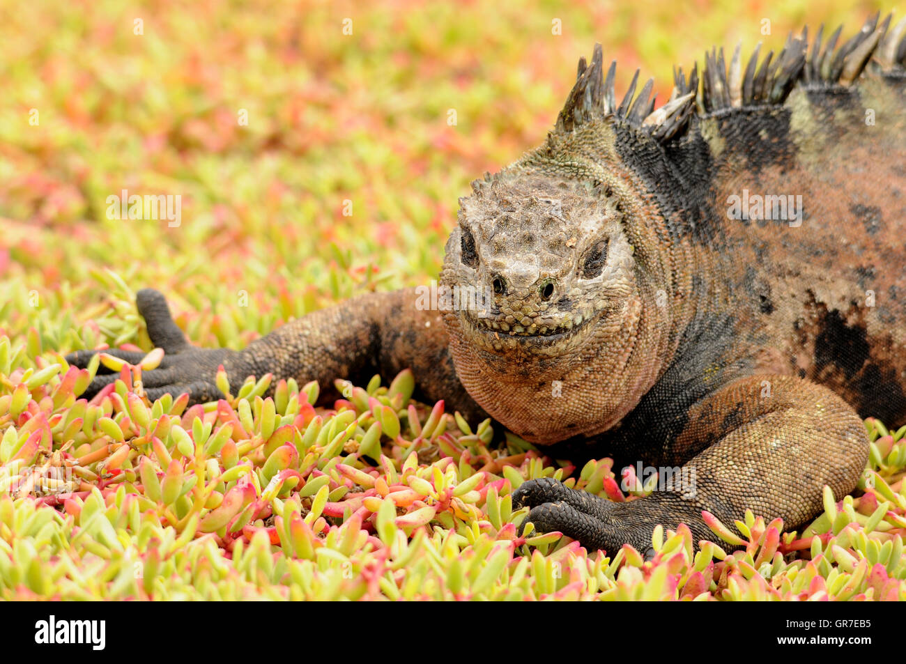 Galapagos Marine Iguana Stockfoto