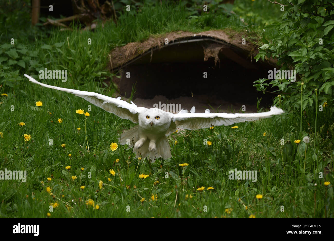 Schnee Eule fliegt Stockfoto