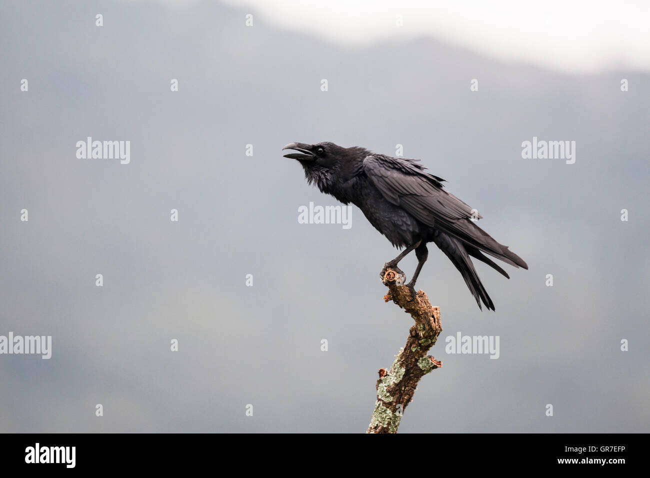 Kolkrabe (Corvus Corax), thront Erwachsenen auf Ast mit der Aufforderung, Extremadura, Spanien Stockfoto