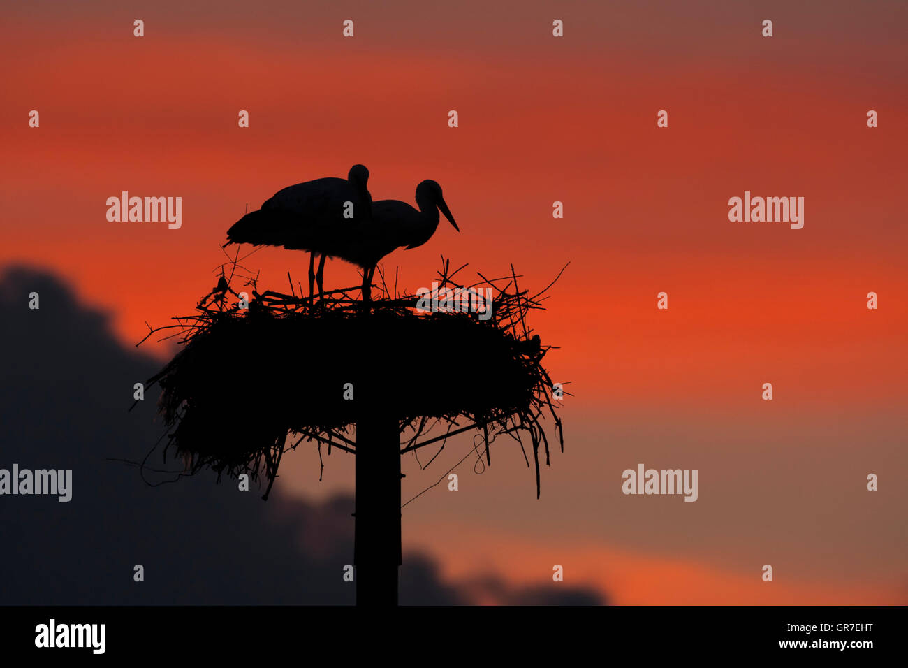 Weißstorch (Ciconia Ciconia) Erwachsenen paar auf künstliche Nester Pole bei Sonnenuntergang, Provinz Cáceres, Extremadura, Spanien Stockfoto