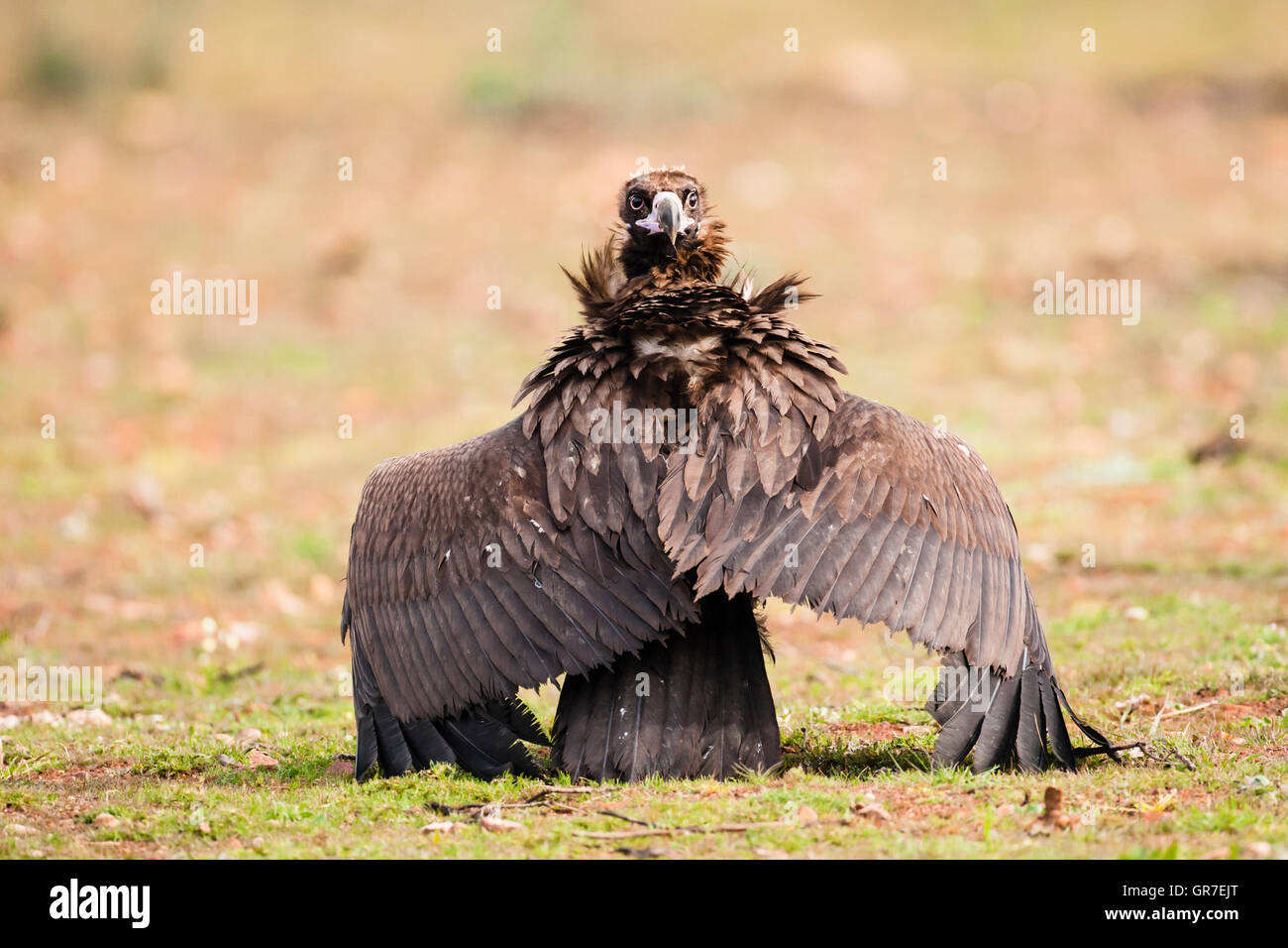 Mönchsgeier (Aegypius Monachus) auf dem Boden mit Flügel ausgestreckt und zurückblickend, Extremadura, Spanien Stockfoto