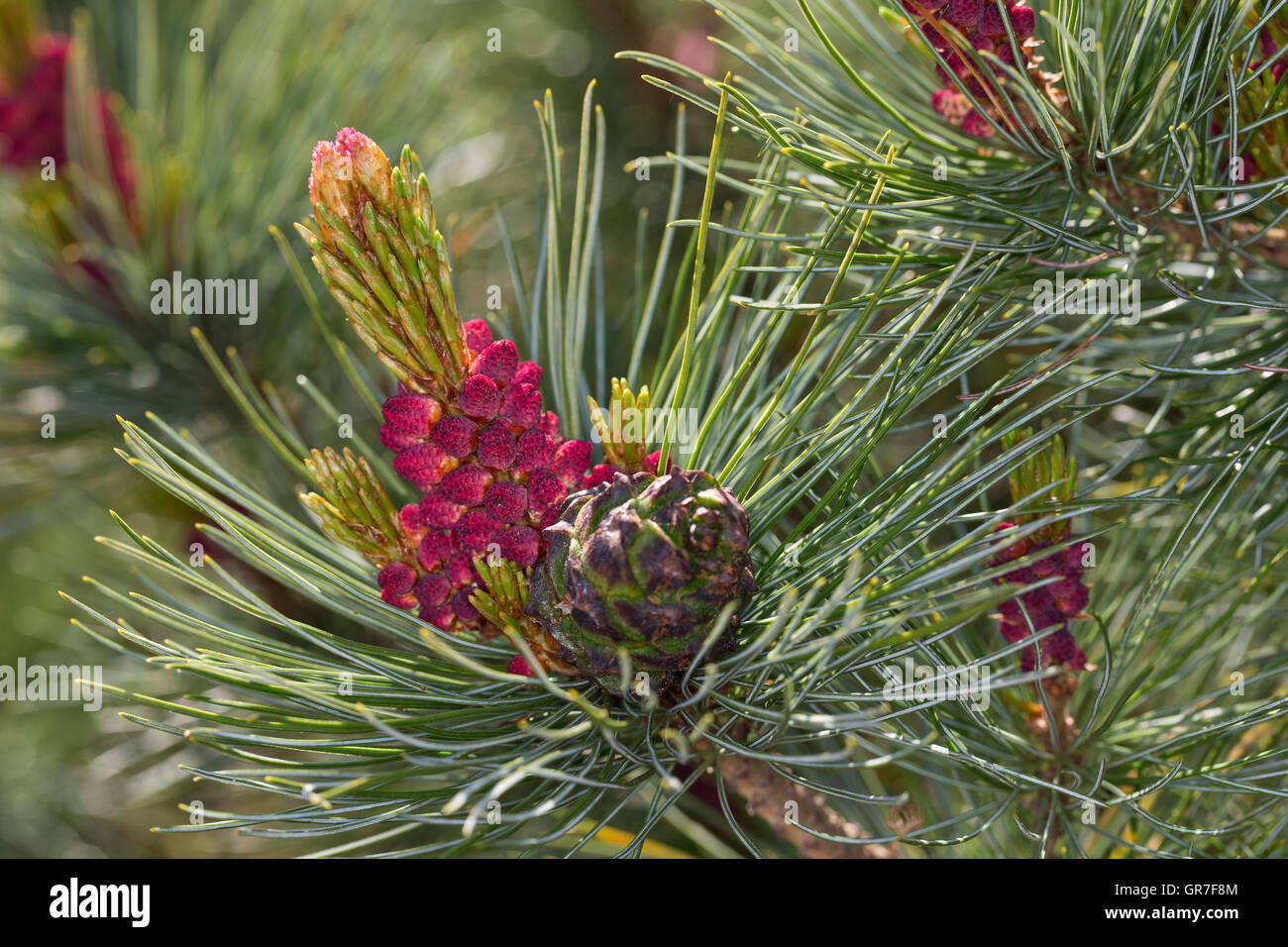 Schwarz-Kiefer, Schwarzkiefer, Kiefer, Blüte, Blüten, Pinus Nigra, Pinus Austriaca Schwarzkiefer Stockfoto