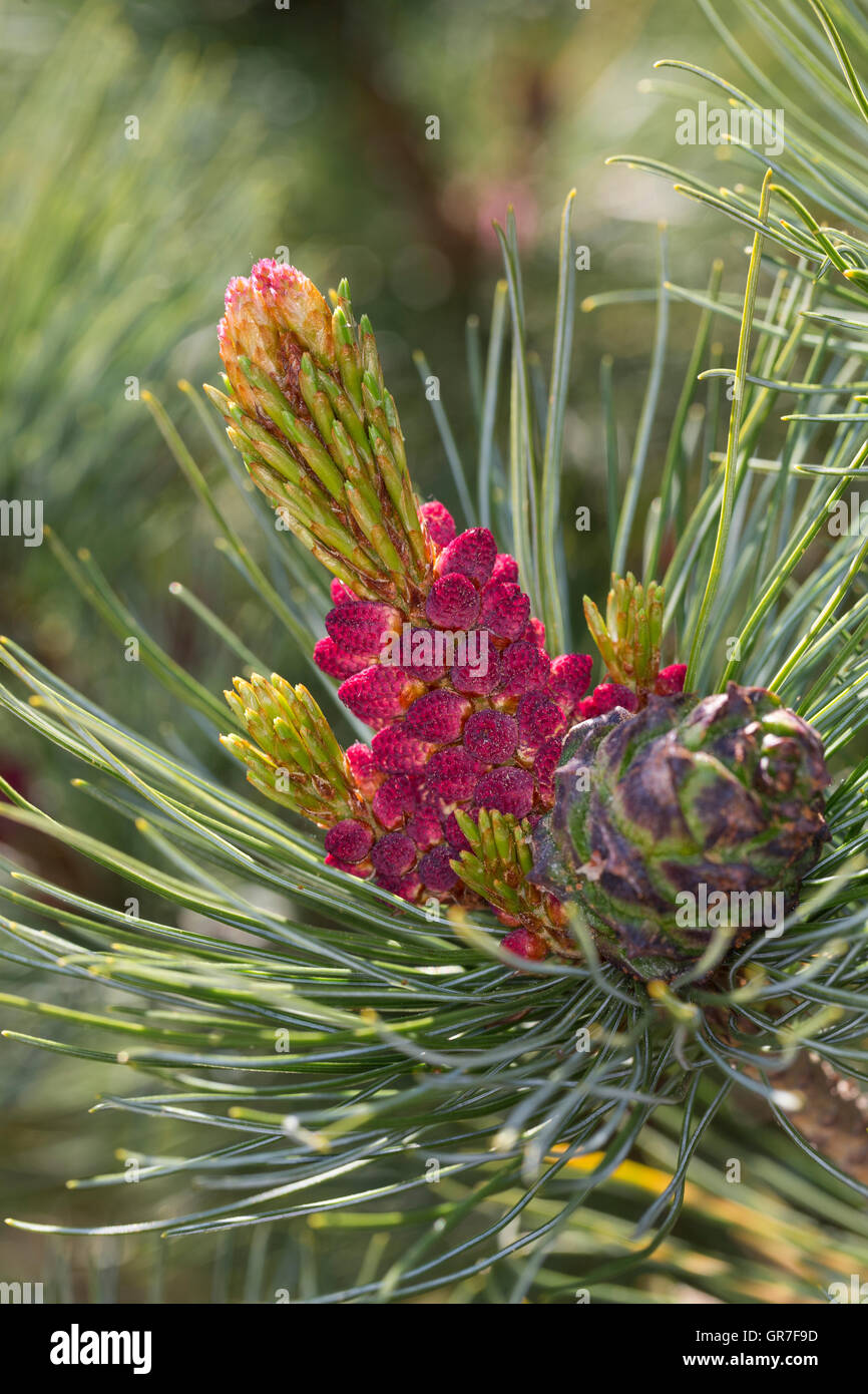 Schwarz-Kiefer, Schwarzkiefer, Kiefer, Blüte, Blüten, Pinus Nigra, Pinus Austriaca Schwarzkiefer Stockfoto