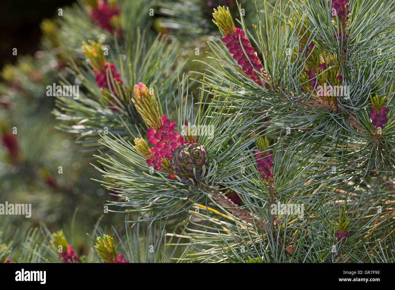 Schwarz-Kiefer, Schwarzkiefer, Kiefer, Blüte, Blüten, Pinus Nigra, Pinus Austriaca Schwarzkiefer Stockfoto
