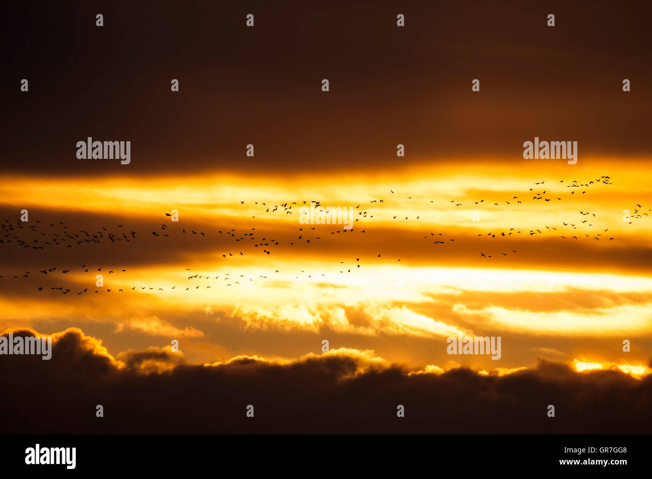 Herde von Pink-footed Goose (Anser Brachyrhynchus) fliegen bei Sonnenuntergang, East Chevington, Druridge Bay, Northumberland, England, UK Stockfoto