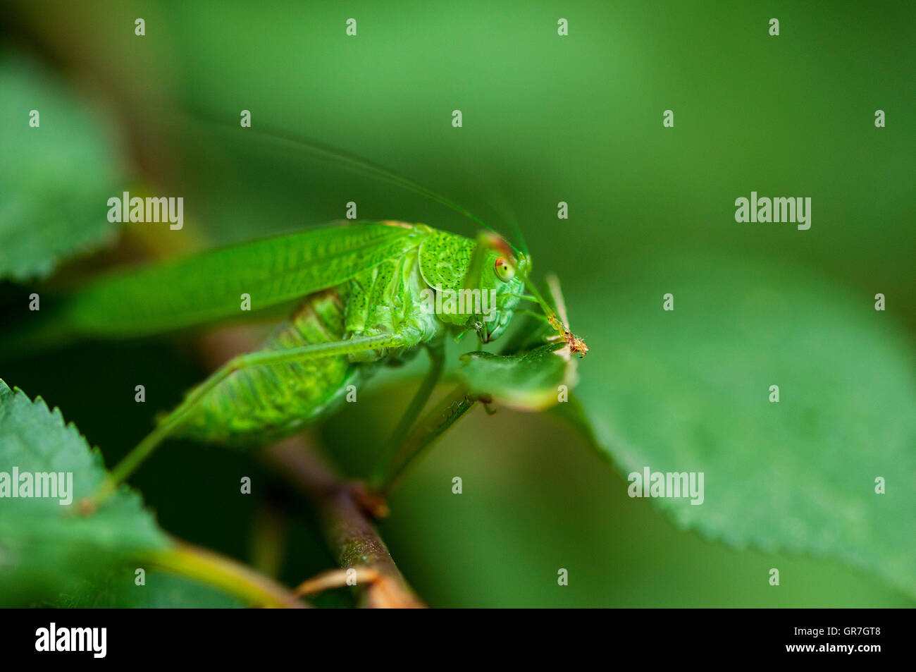 Nahaufnahme auf einer grünen Cricket-Heuschrecke. Heuschrecke, versteckt hinter den Blättern Stockfoto
