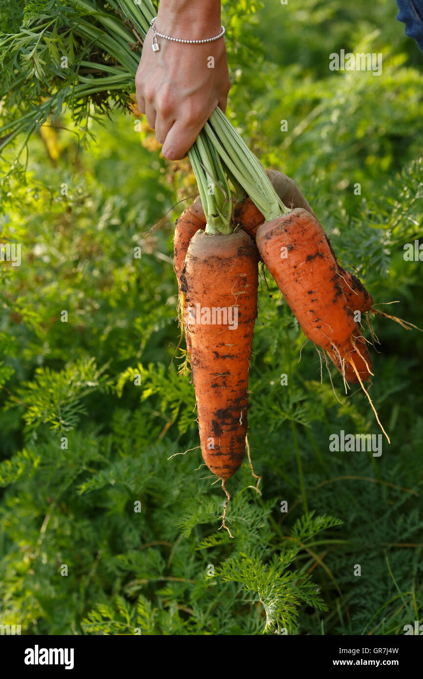 Zarte Frauenhand hält eine Reihe von frisch gegrabene Karotten. Gartenbau, Ernte, Bauern-Konzept Stockfoto