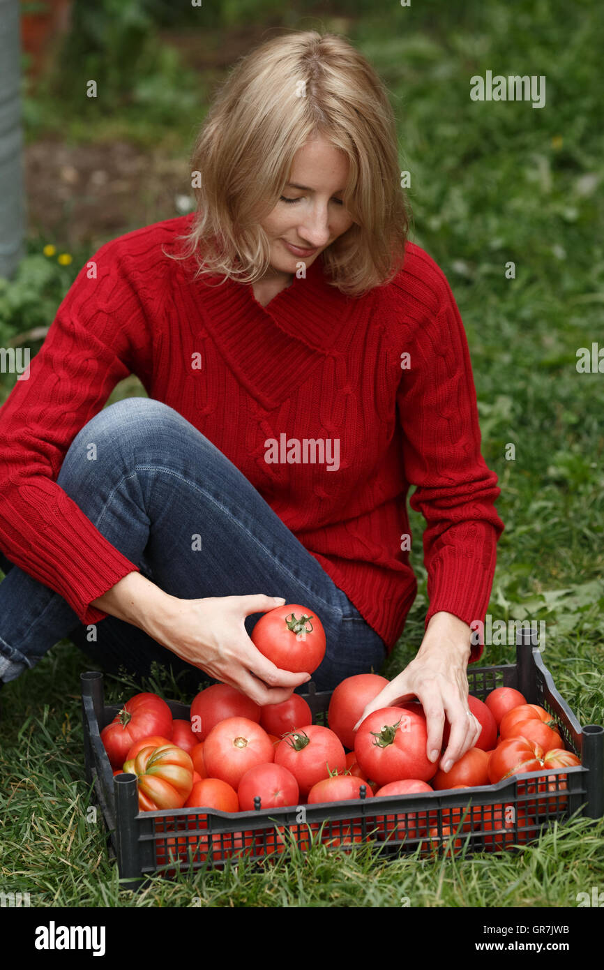 Frau hält oder Inspektion ein Erbstück-Tomaten über eine Kiste voller Tomaten. Gartenbau, Ernte, Bauern-Konzept Stockfoto