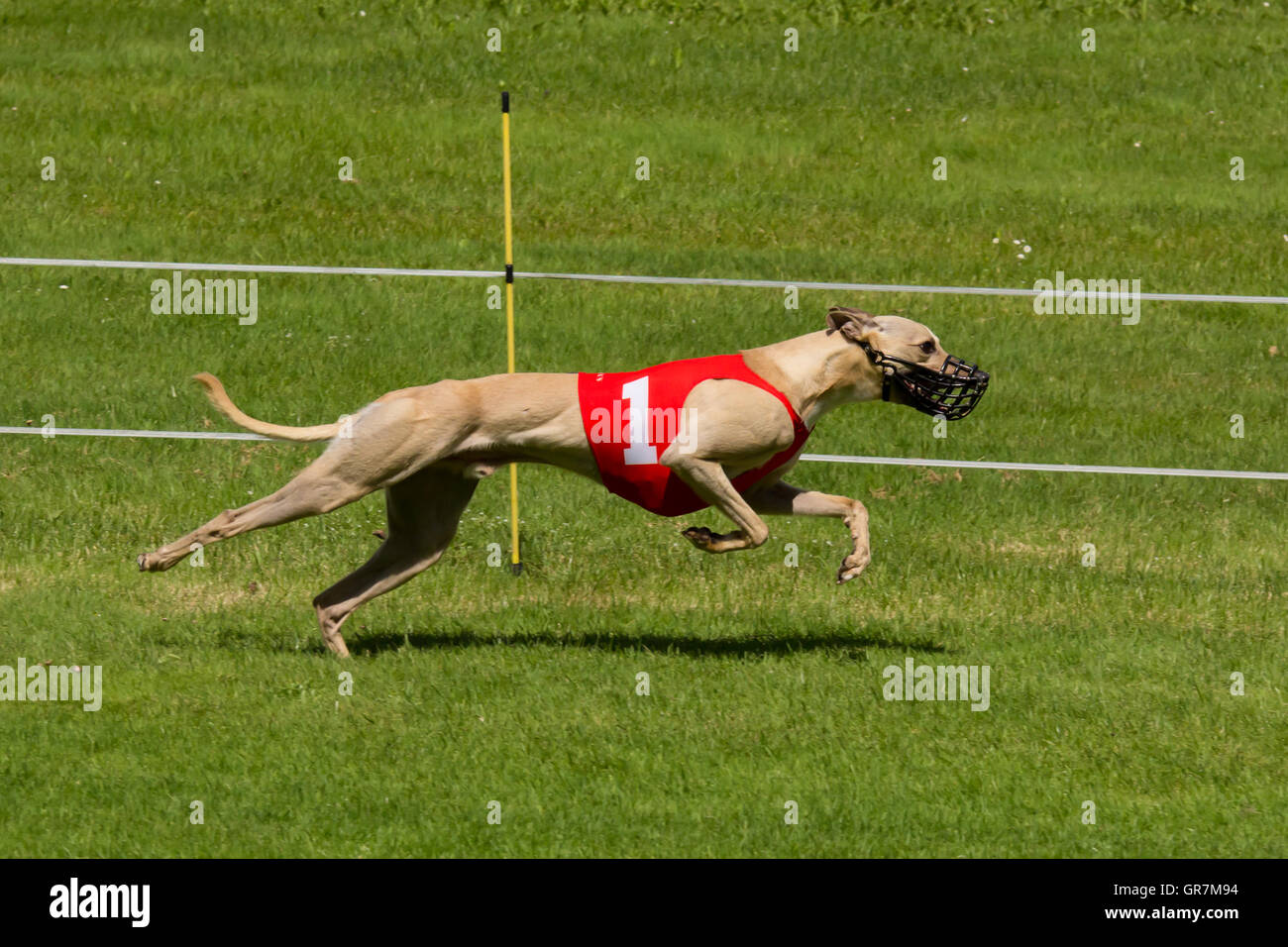 Windhundrennen Stockfoto