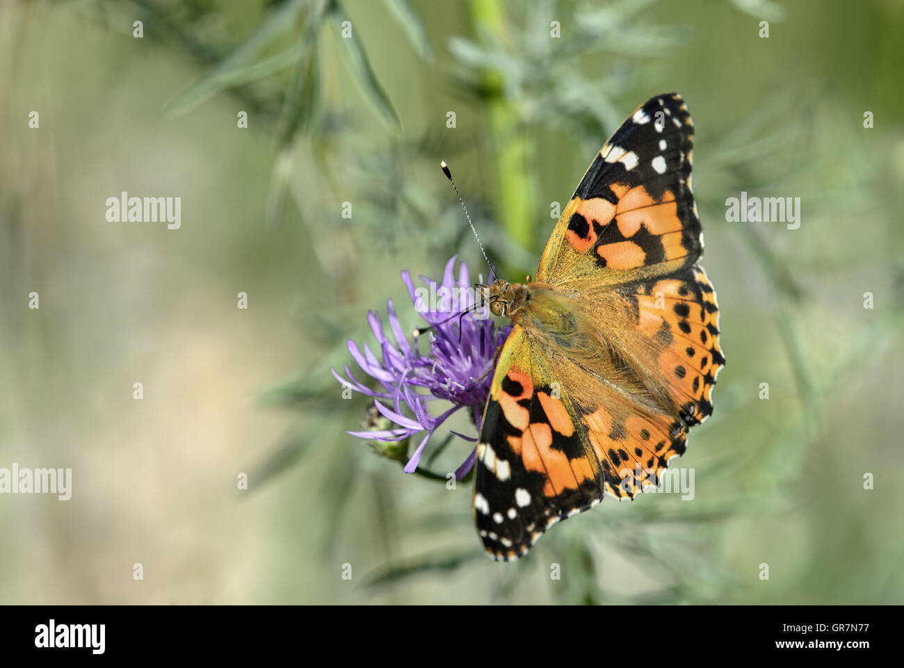 Schildpatt Schmetterling Aglais Urticae Stockfoto