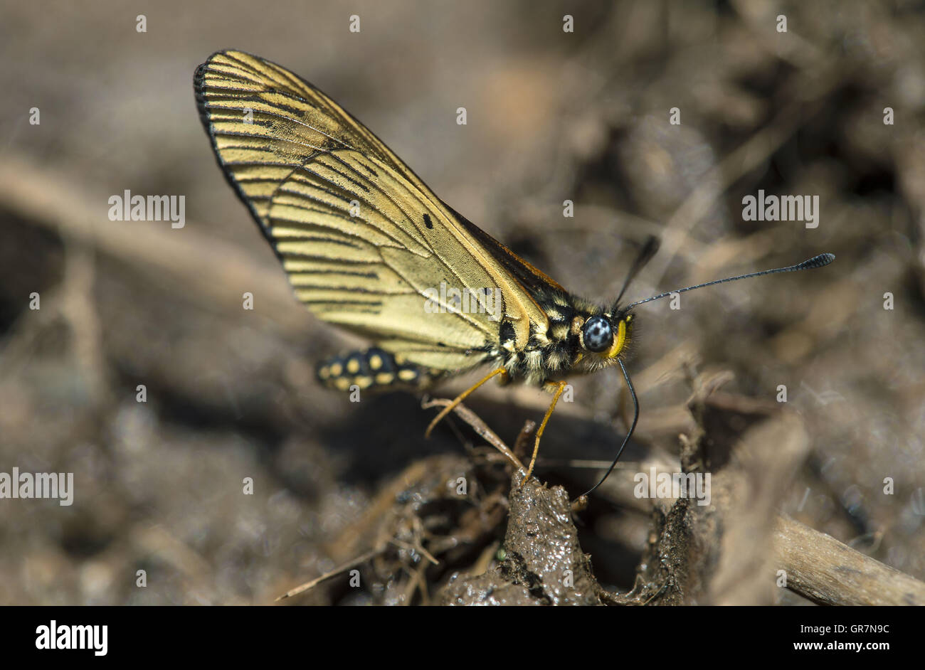 Schlamm-Puddling Schmetterling Acraea Encedana, Bale Mountains, Äthiopien Stockfoto
