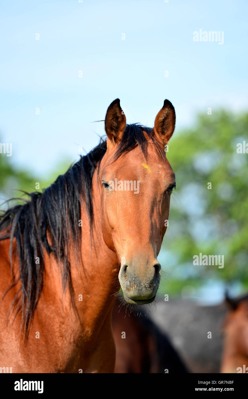 Arabisches Pferd, Portrait Stockfoto