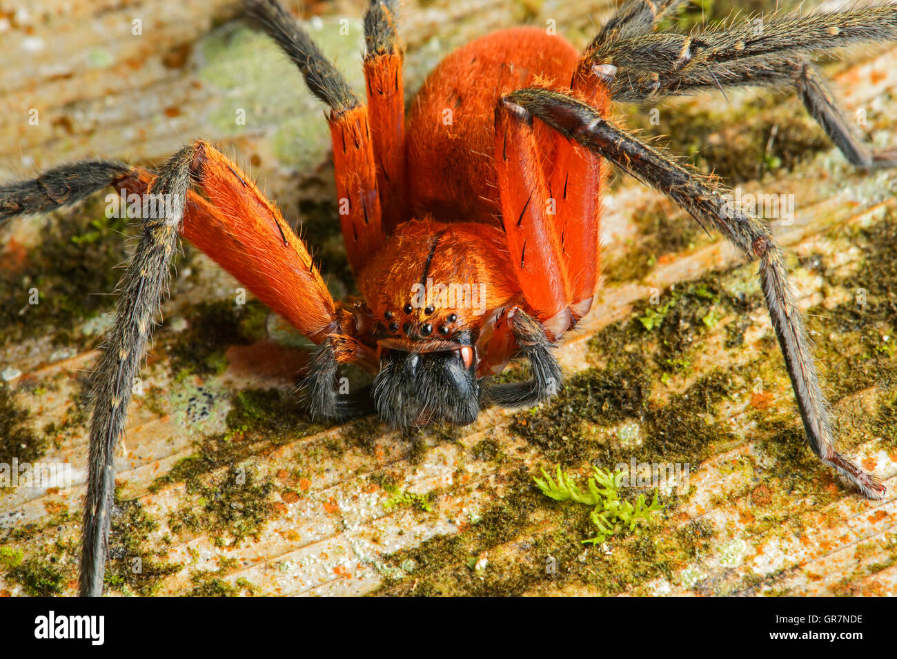 Riesenkrabbe Spinne, Amazonas-Regenwald, Ecuador Stockfoto