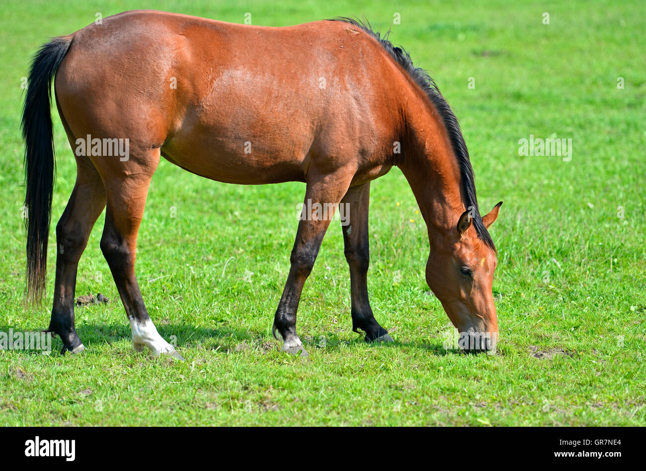 Arabisches Pferd auf der Weide grasen Stockfoto