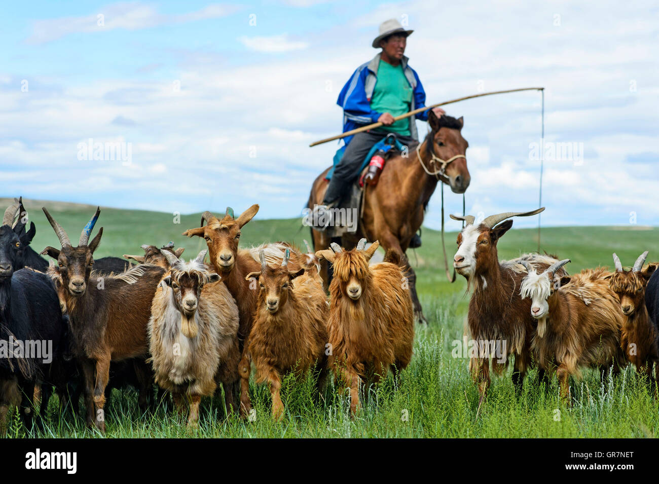 Herder auf dem Pferderücken Corrals seine Ziegenherde Kaschmir, neue Weiden. Mongolei Stockfoto