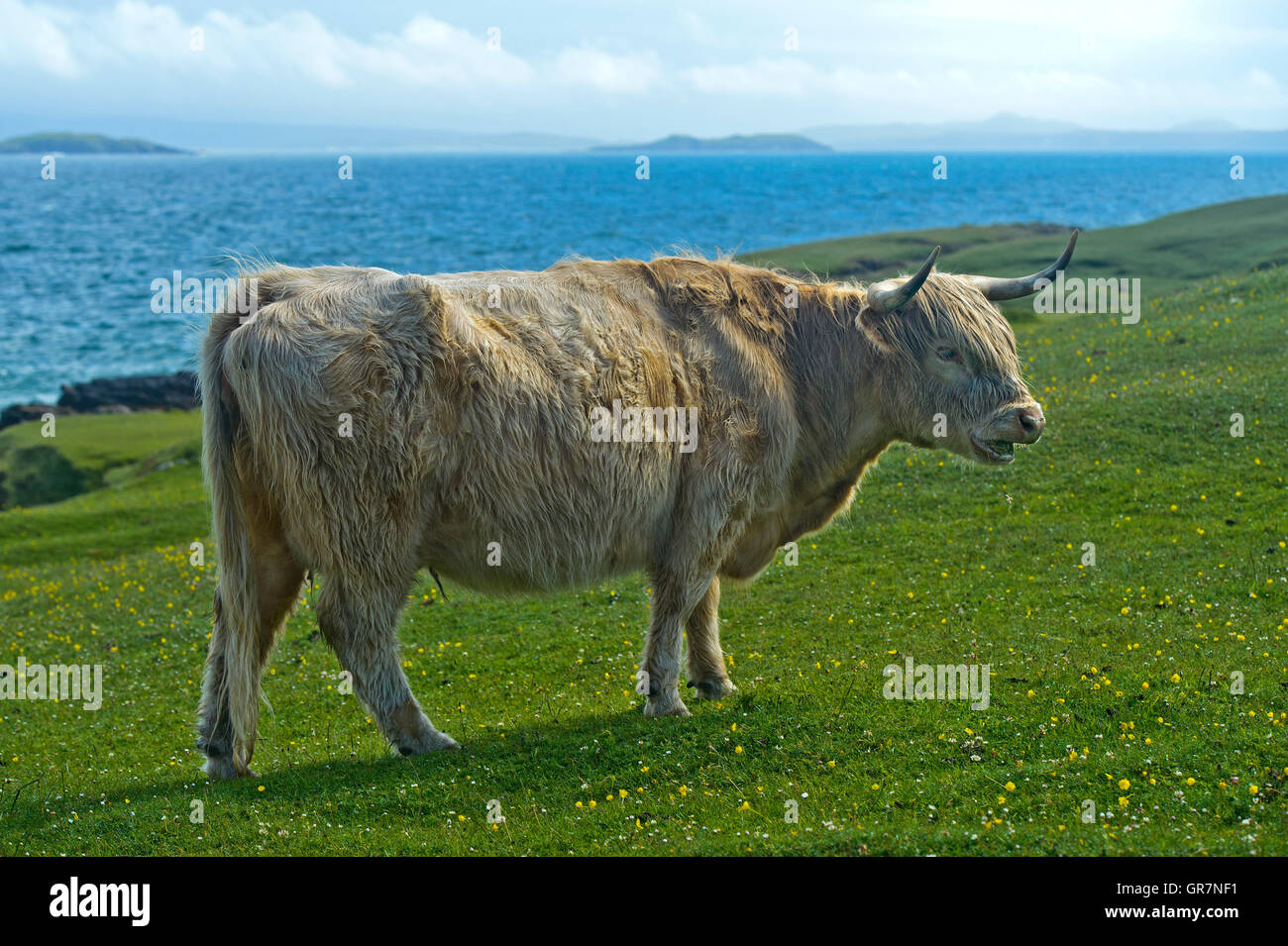 Scottish Highland Cattle oder Kyloe, auf einer Weide, Schottland, Großbritannien Stockfoto