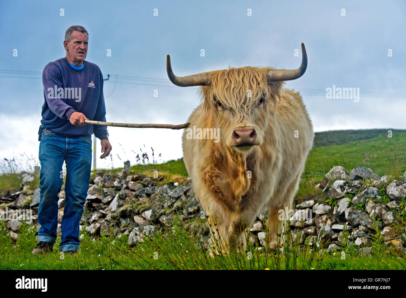 Crofter mit Flucht Scottish Highland Cattle oder Kyloe, Assynt, Schottland, Großbritannien Stockfoto
