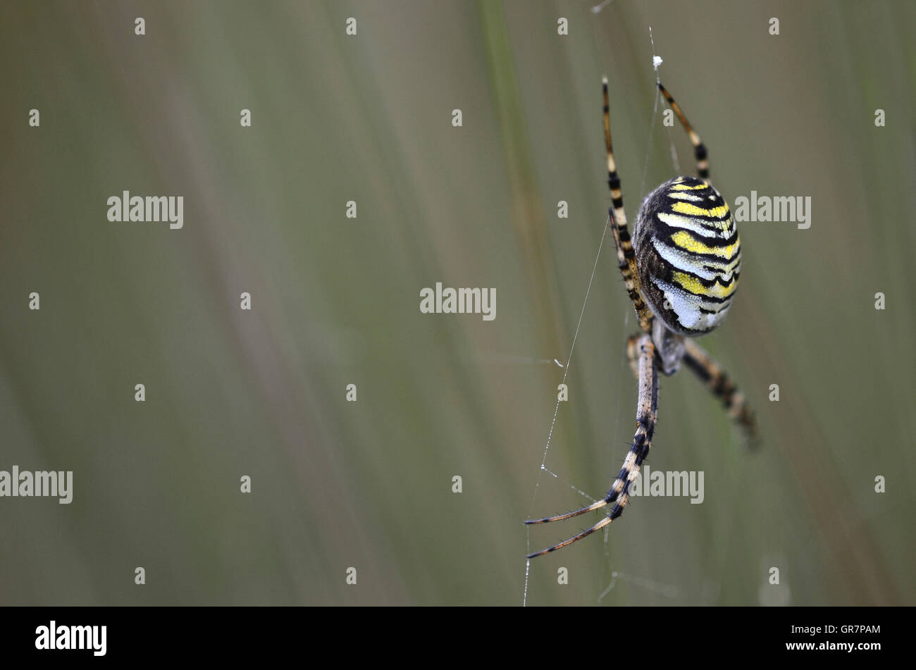 Weibliche Argiope Bruennichi oder "Wasp Spider" Stockfoto