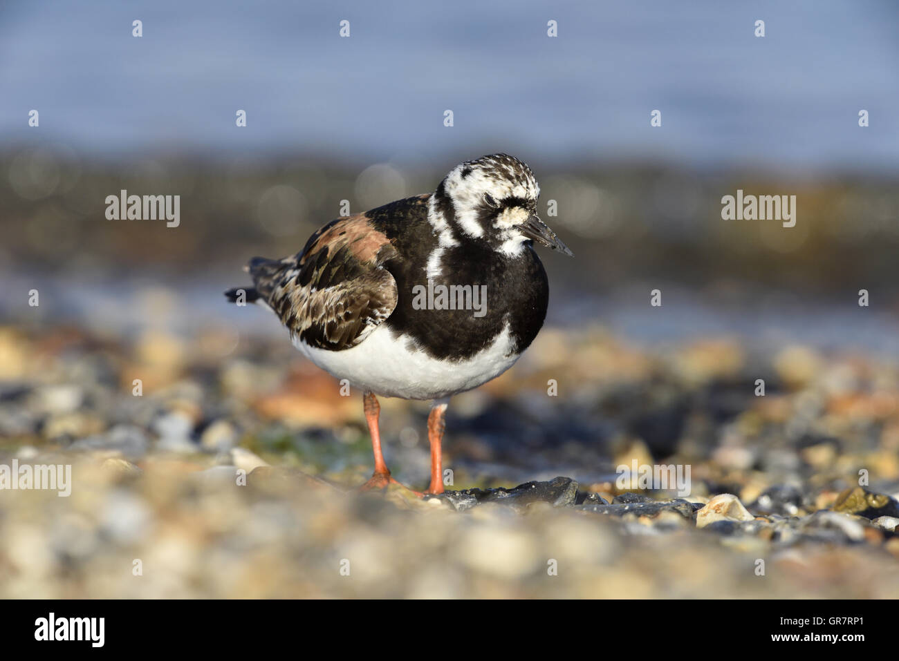 Steinwälzer - Arenaria intepres Stockfoto