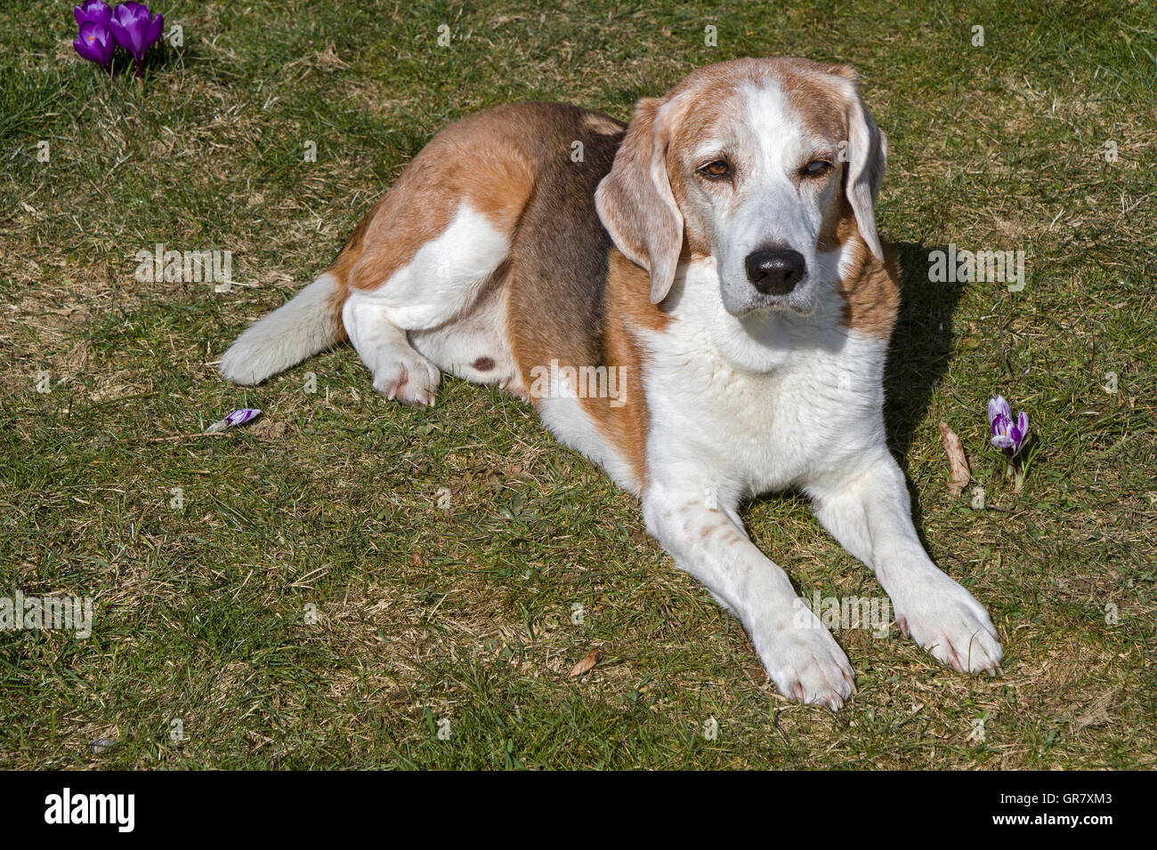 Senior Beagle Hund genießen die Sonne auf Grünen Frühlingswiese Stockfoto