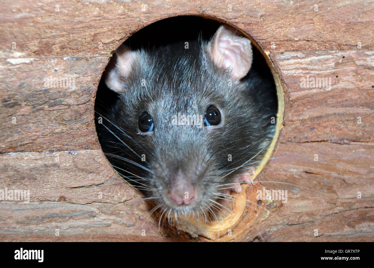 Kleine Phantasie Ratte In einem kleinen Holzhaus Stockfoto
