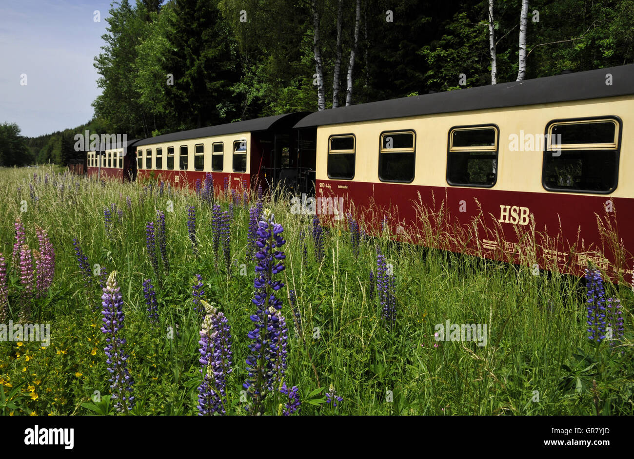 Zugfahrt im Harz Stockfoto