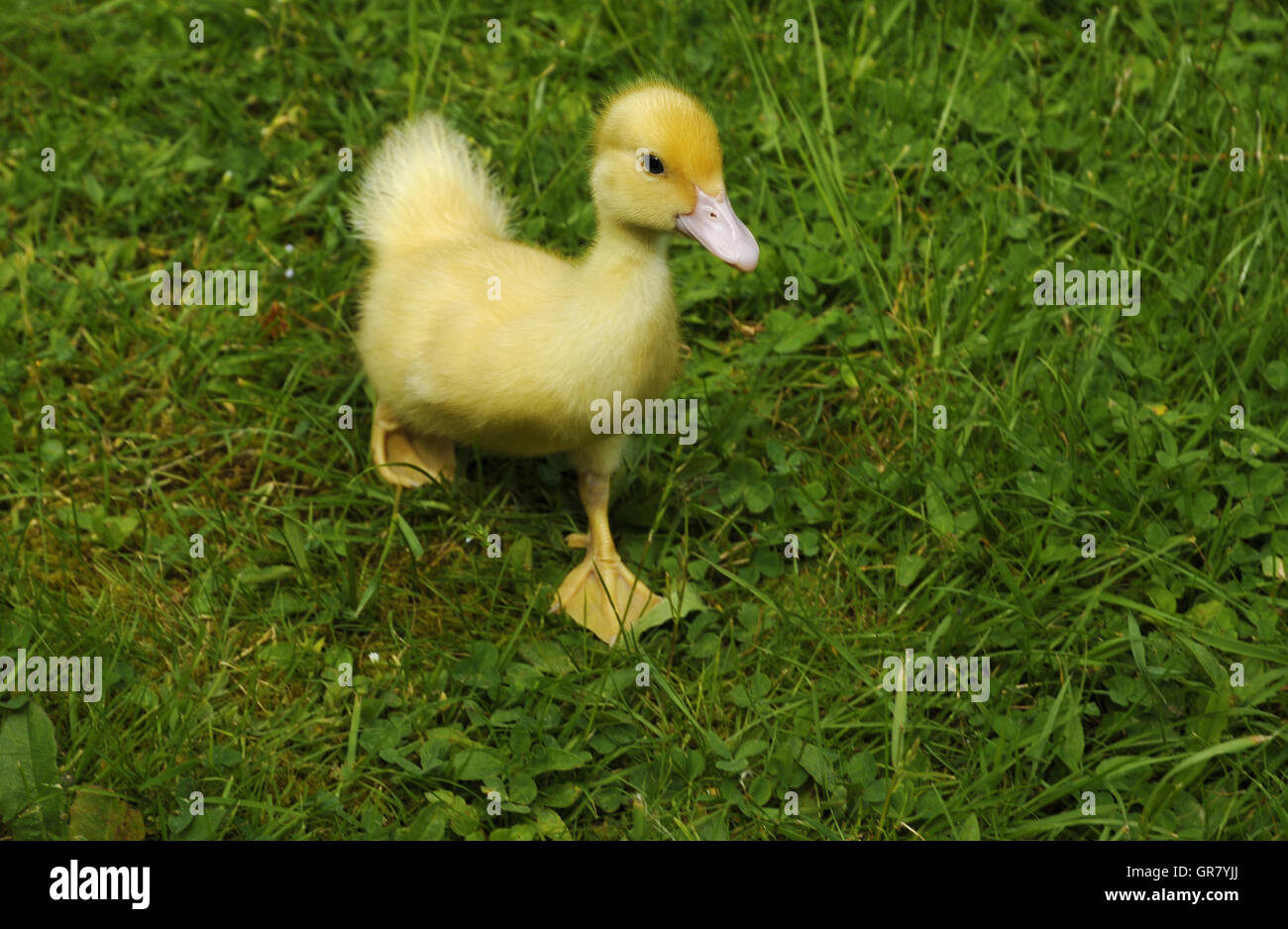 Ente Ente Ente Ente Ente Ente
