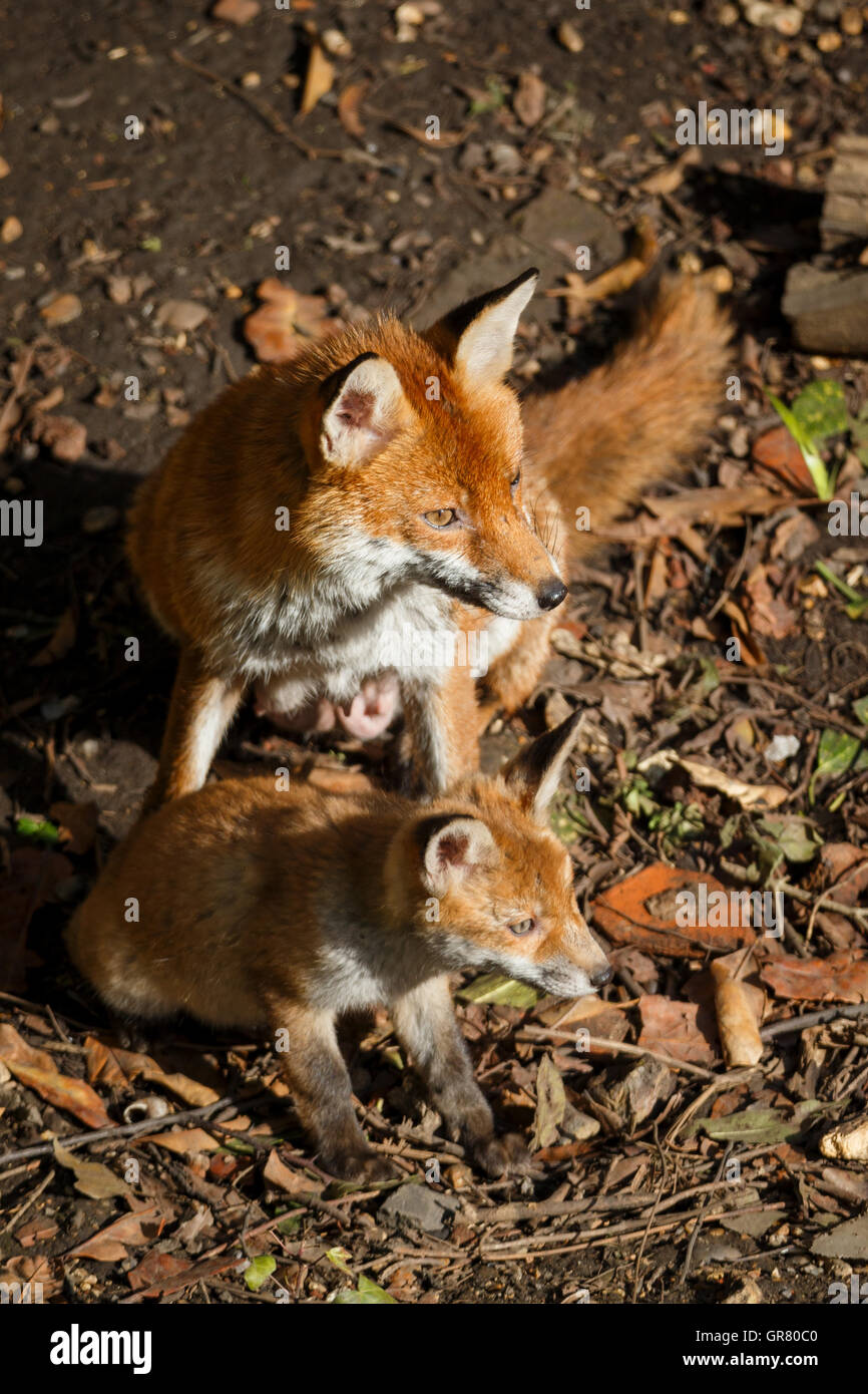 Eine Frau Fuchs mit ihren Jungen in einem städtischen Garten Stockfoto