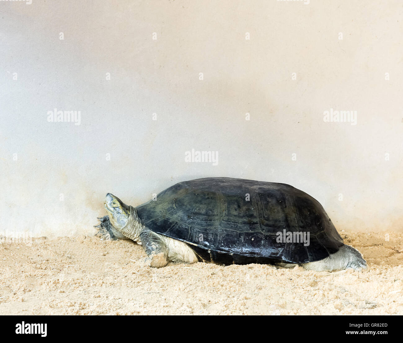 Schildkröte zu Fuß auf dem sand Stockfoto