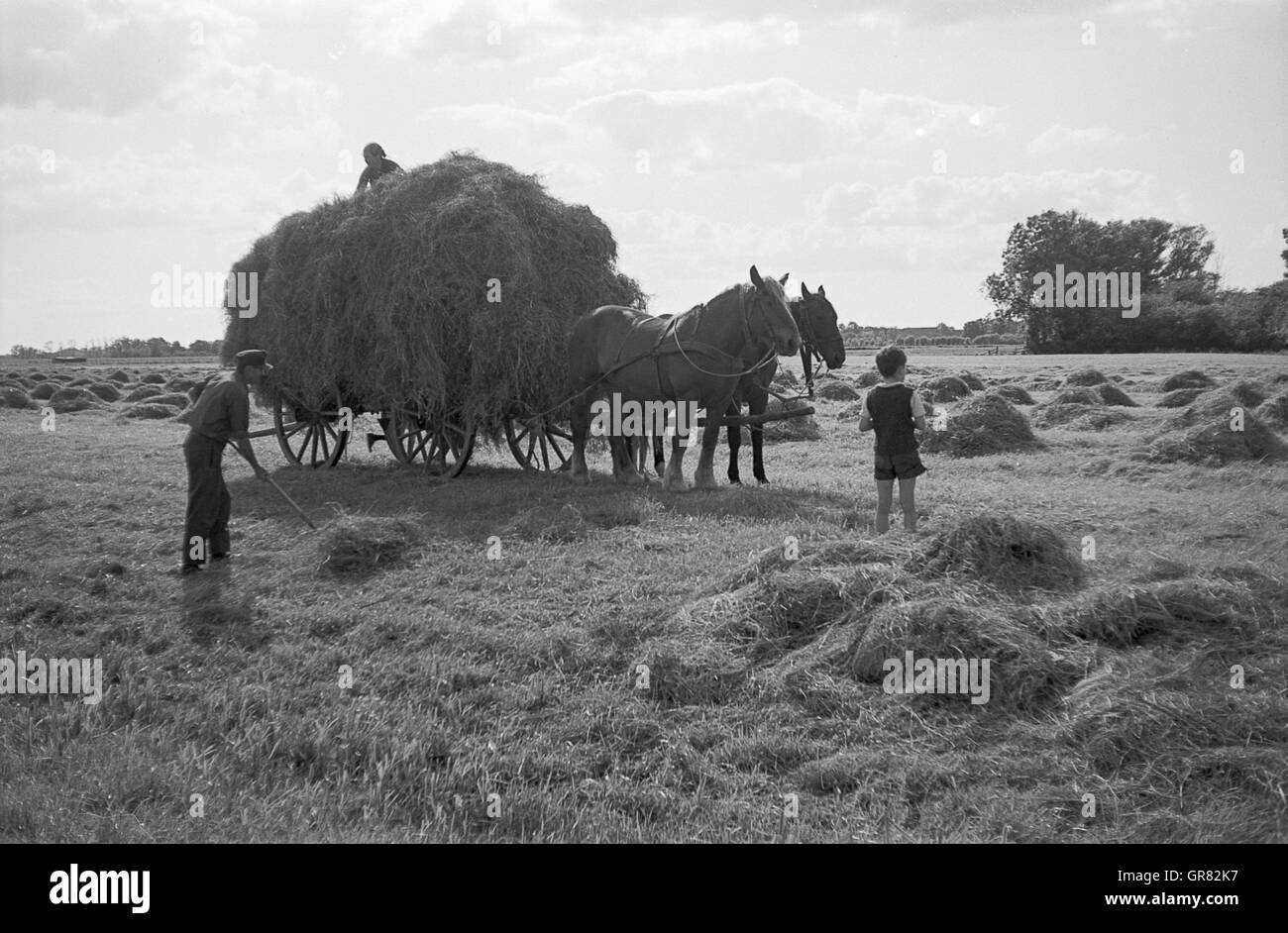 Heuernte 1965 Stockfoto