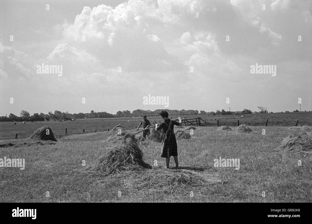 Heuernte 1965 Stockfoto