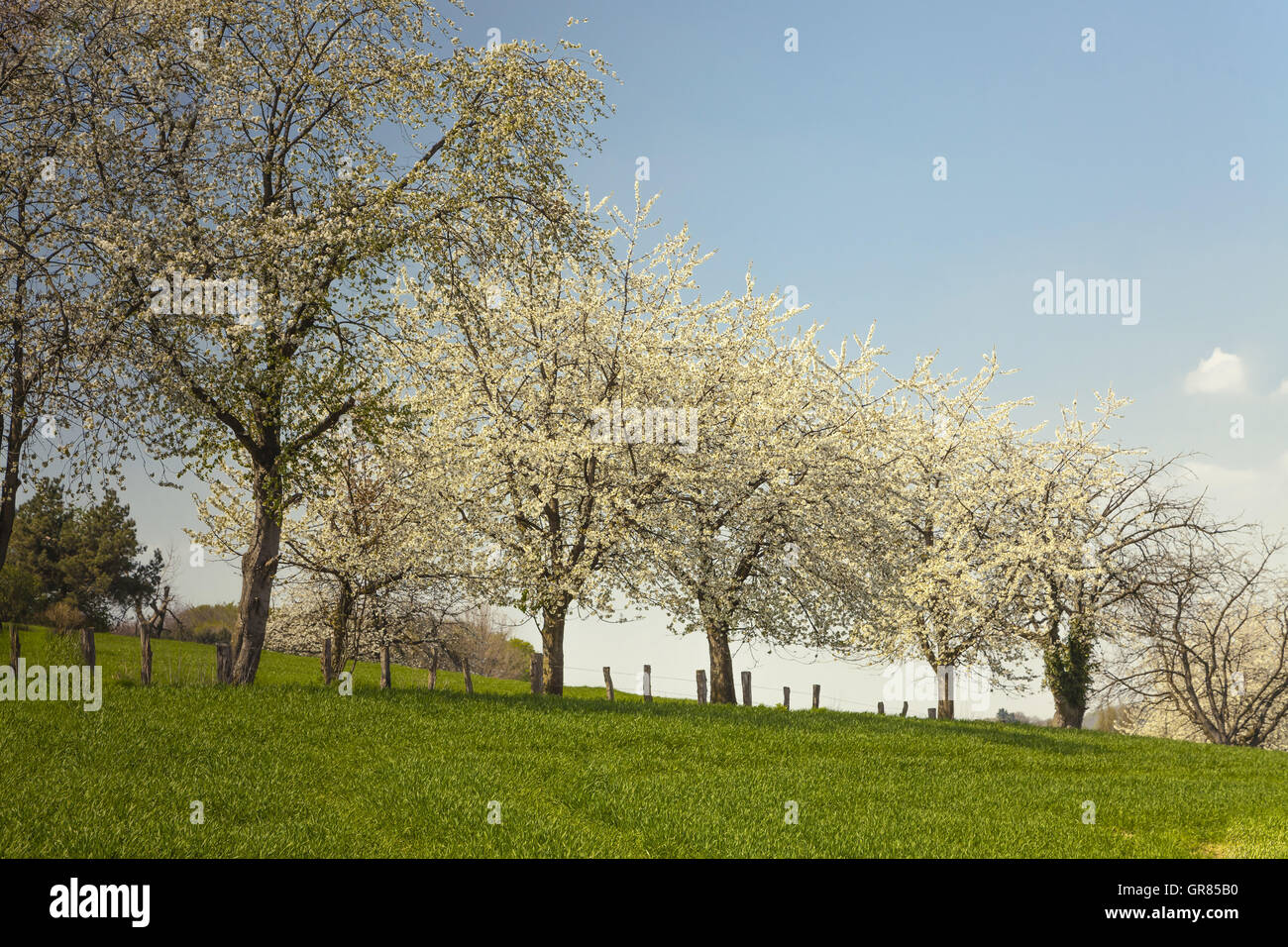 Blühende Kirschbäume In Hagen, Osnabrück, Deutschland Stockfoto