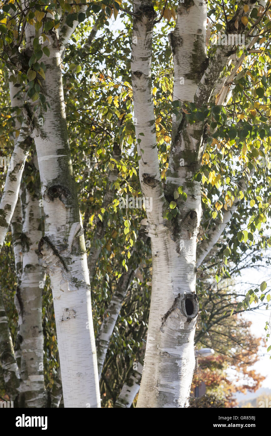 Birke Baum Betula im Herbst, Niedersachsen, Deutschland Stockfoto