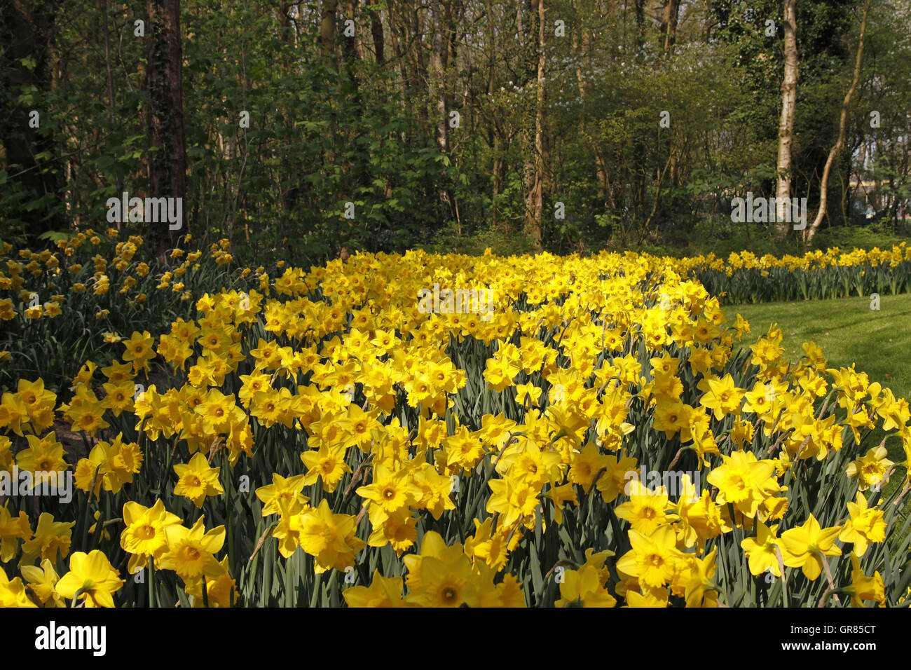 Narzissen im Frühjahr, Niederlande, Europa Stockfoto