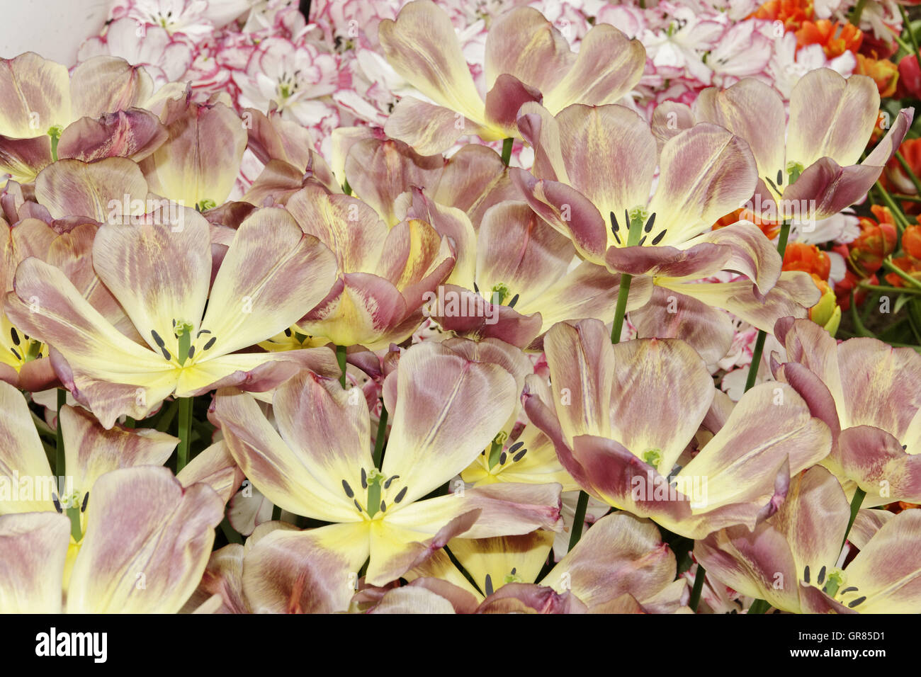 Violette Tulpen im Frühling, Holland, Europa Stockfoto