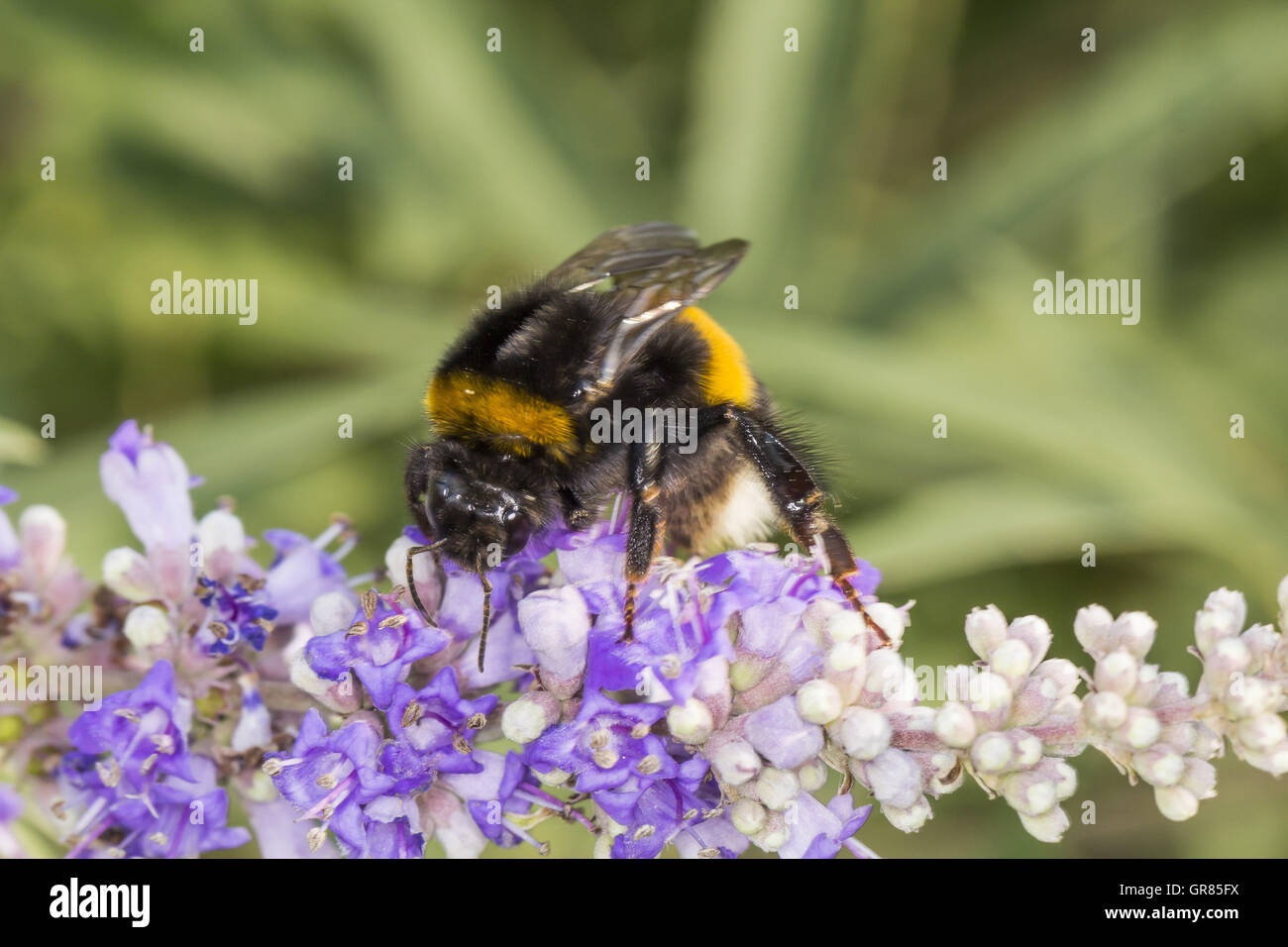 Bombus Terrestris, Buff-Tailed Bumblebee, große Erde Hummel auf Vitex Agnus-Castus, Mönchspfeffer, Chasteberry, Abraham S Balm, Mönch S Pfeffer Stockfoto