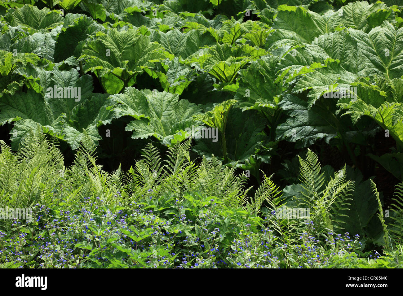 Gunnera, Mammut Blatt ist die einzige Art von der Pflanzenfamilie der Gunneraceae in der kleinen Ordnung der Gunnerales, persever Stockfoto