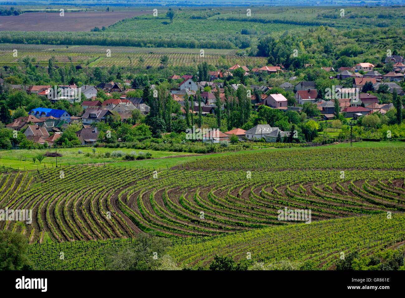 Wein Gemeinschaft Abasár In Ungarn Stockfoto