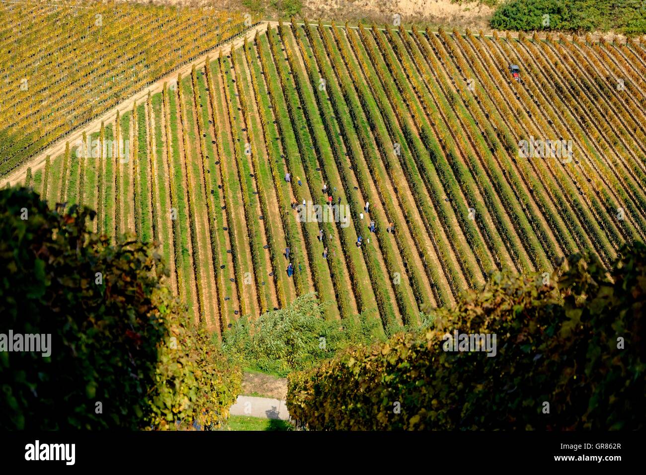 Weinbau-Region Villány auf Szársomlyó Berg, Ungarn Stockfoto