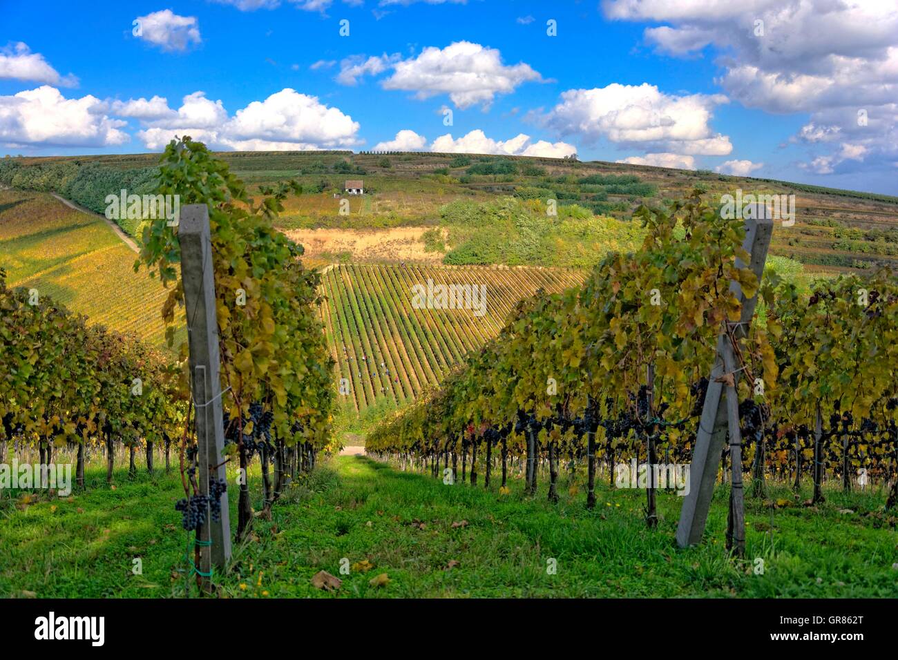 Weinbau-Region Villany, Ungarn Stockfoto