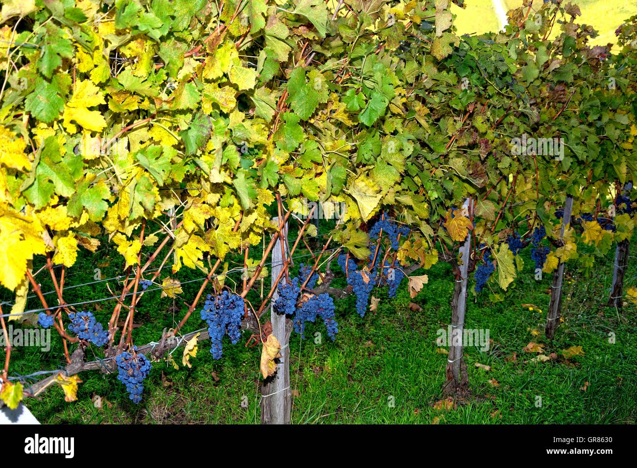 Wein aus Ungarn von Villány, roten Trauben Stockfoto
